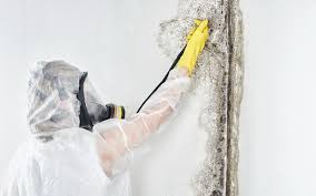 Best Mold Odor Removal Services  in Beaufort, SC